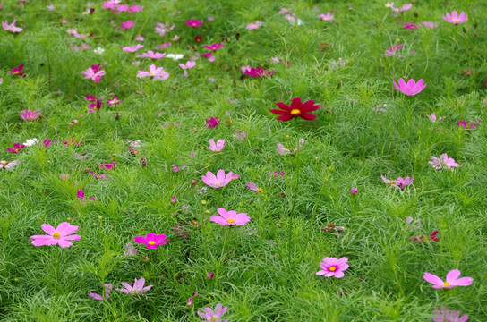 格桑花圃