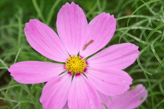 生害虫的格桑花