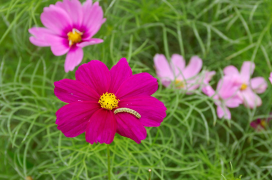 生害虫的格桑花