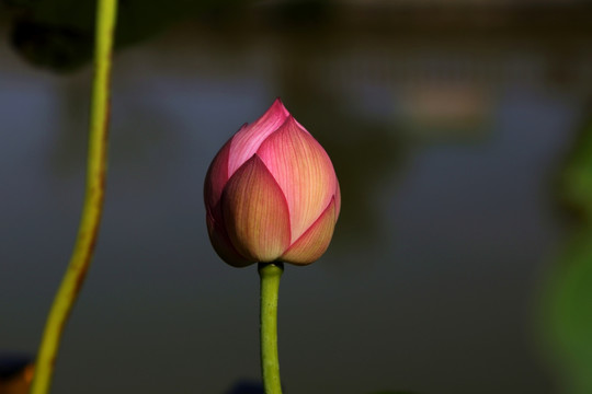 荷花花苞