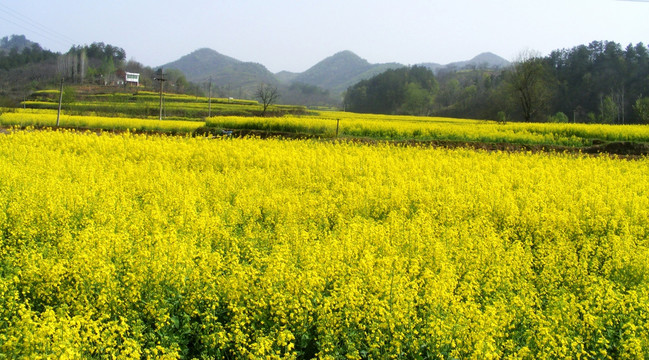 山里 开满了金灿灿的油菜花