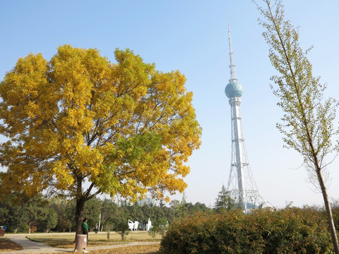 秋天的树和发射塔
