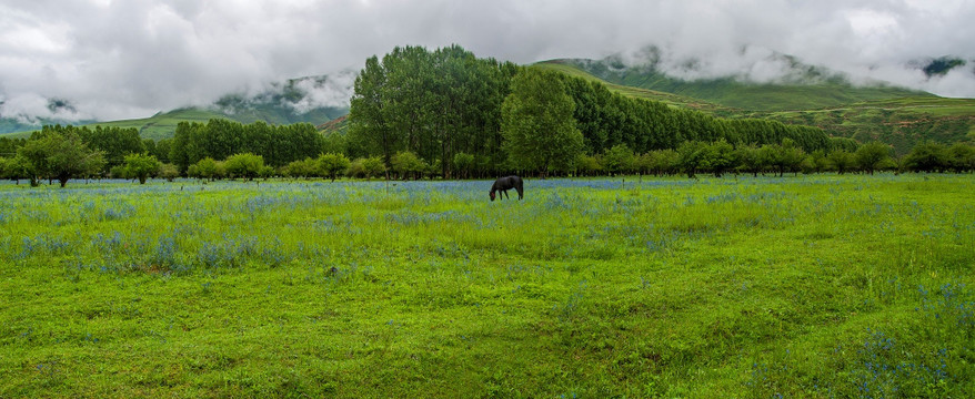 雨后的草场