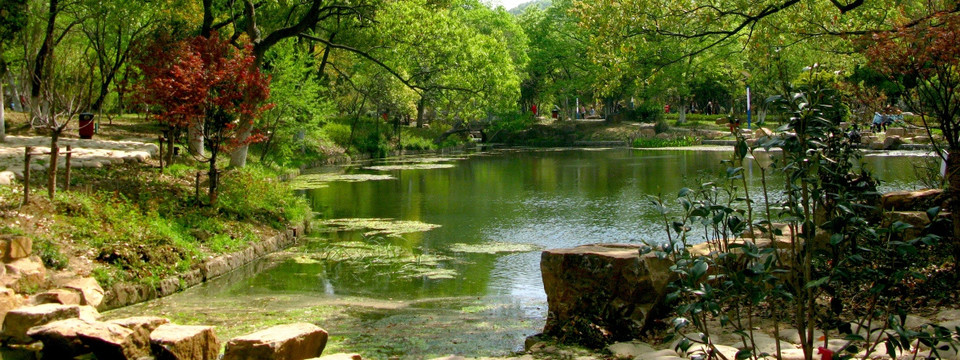 池塘风景