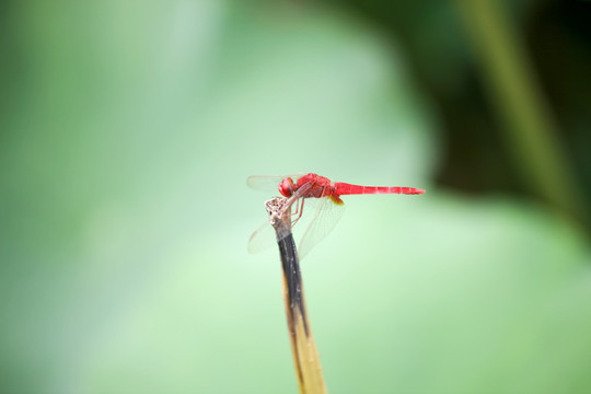红蜻蜓 荷塘小景
