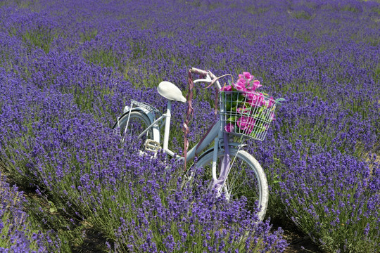 自行车 薰衣草