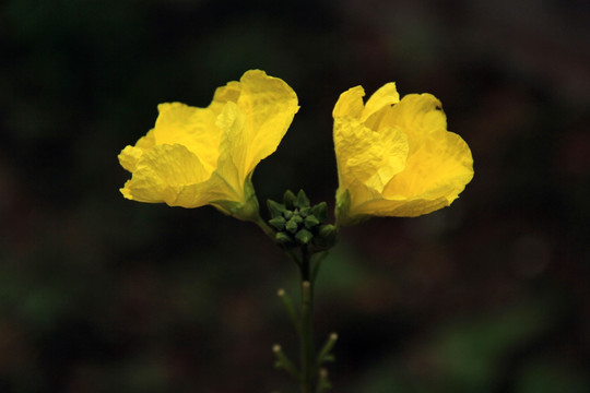 丝瓜黄花