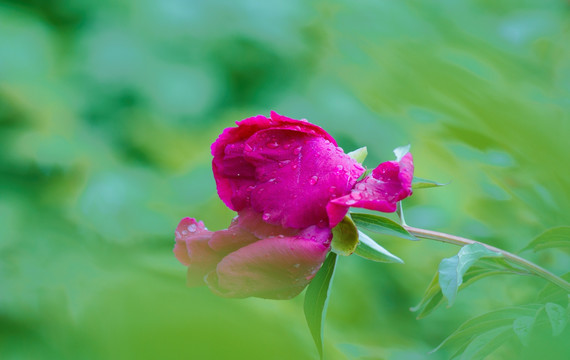 芍药花