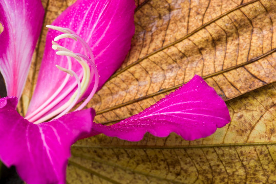 紫荆花与叶子纹理