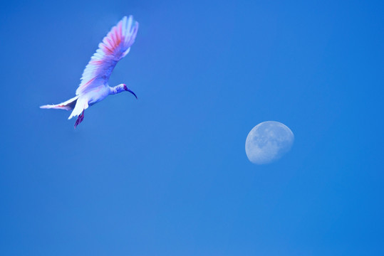 飞翔的朱鹮与月亮