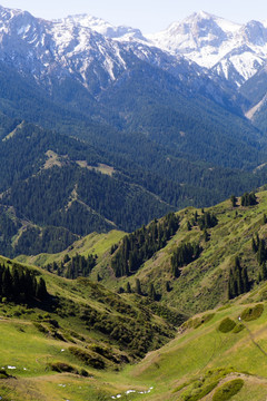 高山 草场