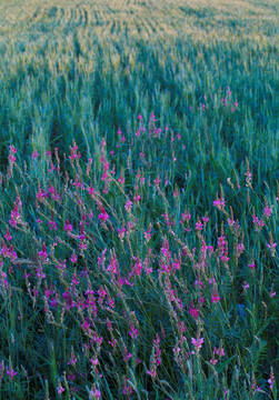 紫花 小麦 麦田