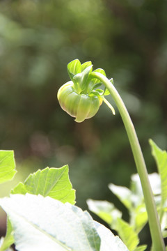 大丽花蕾