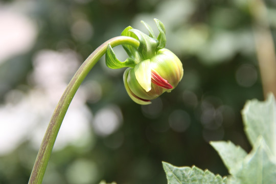 大丽花蕾