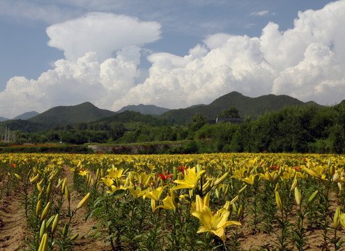 四季花海风景区