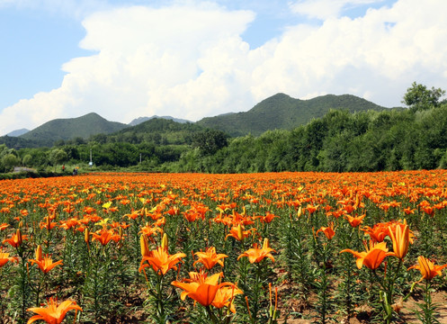 四季花海风景区