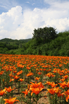 四季花海风景区