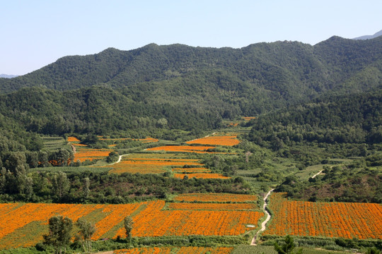 四季花海风景区