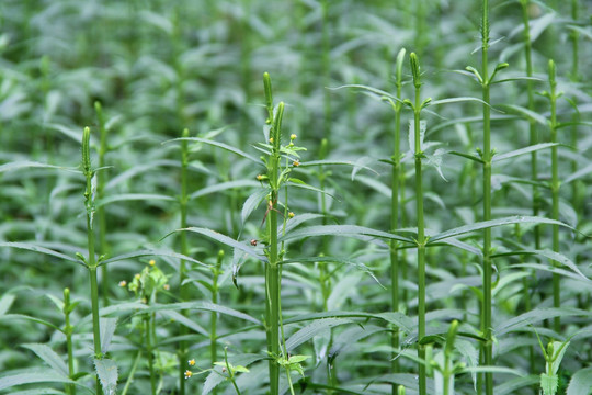 绿植 花草 草科草本 鼠曲草