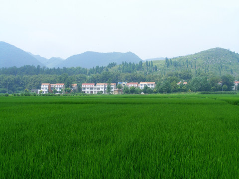 山下 一大片碧绿的水稻田