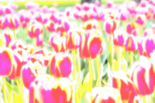 郁金香花園
