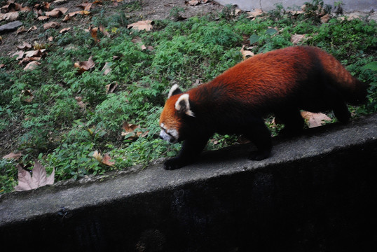 小熊猫