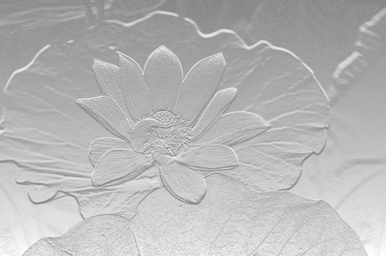 藝術(shù)花卉 荷花（合層）