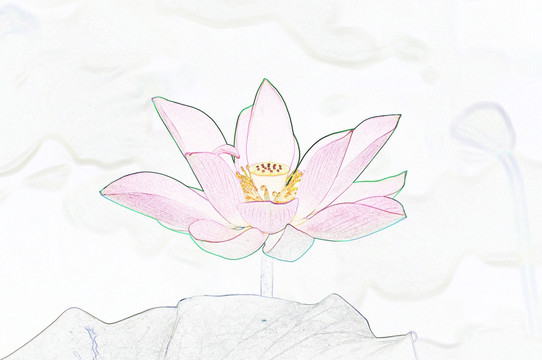 藝術(shù)花卉 荷花（合層）