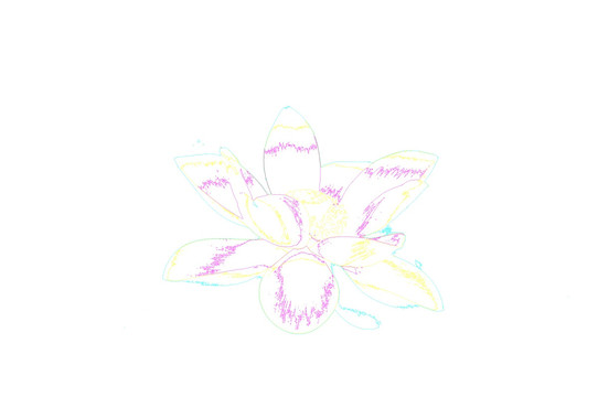 藝術(shù)花卉 荷花（合層）