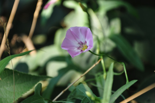 牵牛花