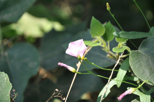 牵牛花