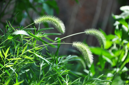 狗尾巴草