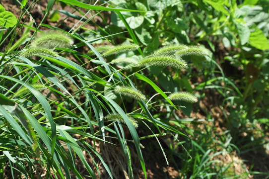 狗尾巴草