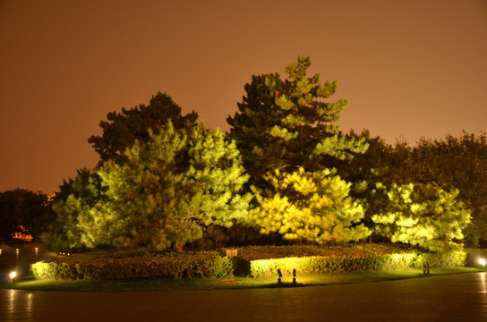 夜拍松树