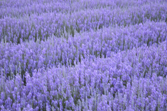 梦幻薰衣草花田