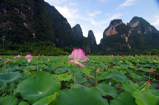 荷塘 风景