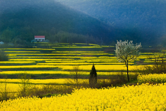 油菜花