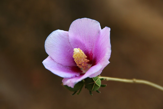 一枝花