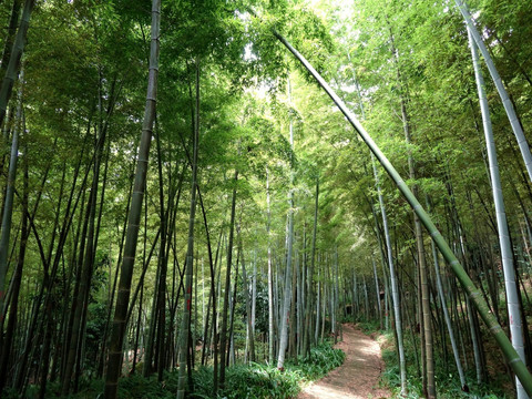 縉云竹海