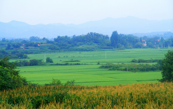 稻田