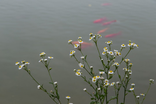 金鱼与野花