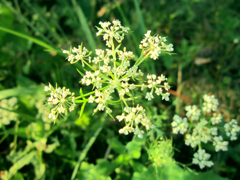 路边的野花