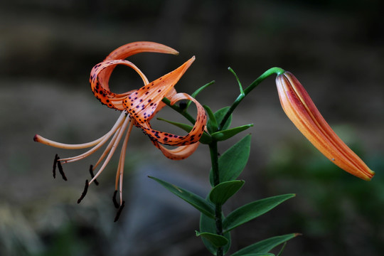 百合花