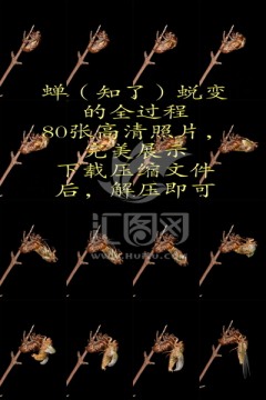 金蟬脫殼照片集