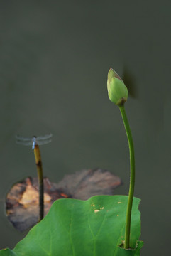 小荷 荷叶 荷韵