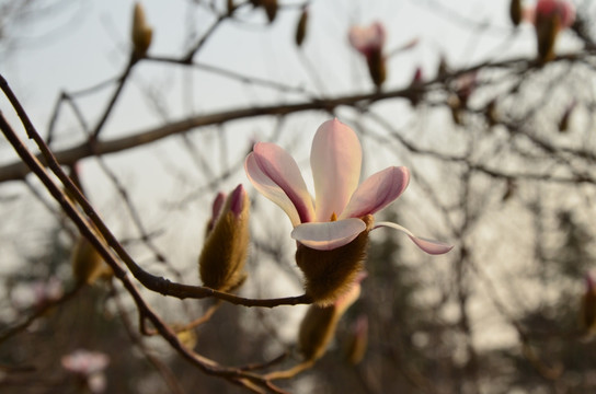 玉兰花 白玉兰 木兰 玉兰