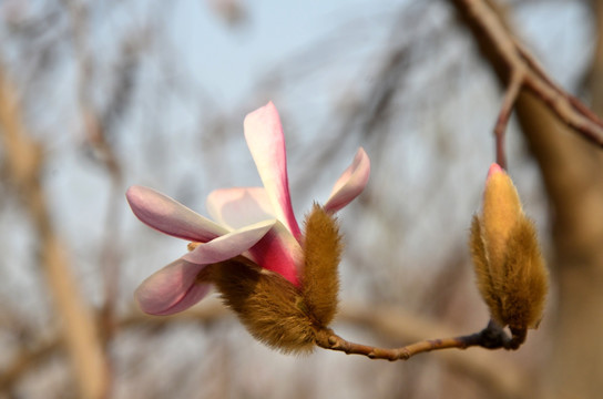 玉兰花 白玉兰 木兰 玉兰