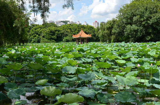 深圳洪湖公园摄影