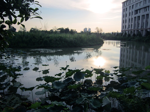 夕阳下的荷塘