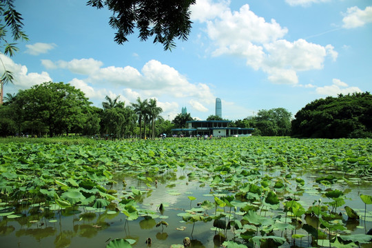 洪湖公园